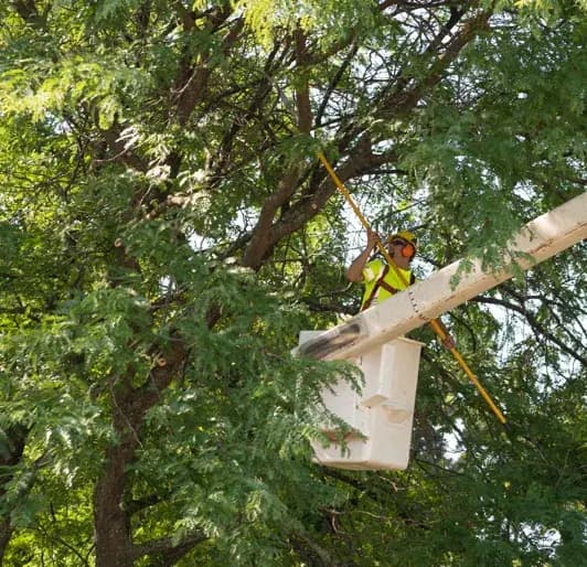 tree-service worker pruning branches high in a residential tree