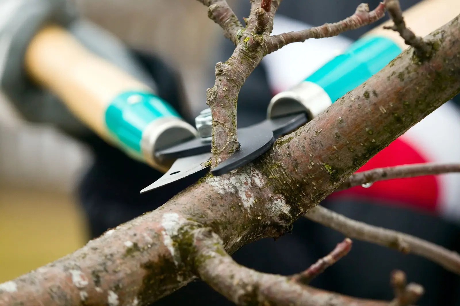 hand pruning a small tree branch with bypass shears