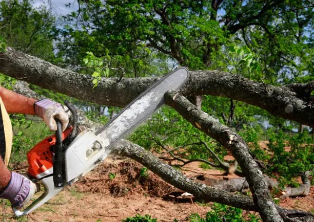 tree-service worker cutting a large branch from an elevated position
